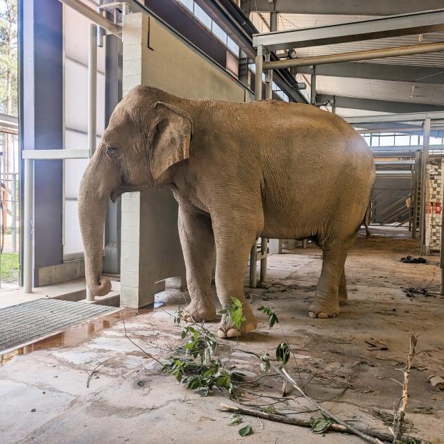 Join Us in Welcoming Punch and Mikki - EleNotes - The Elephant